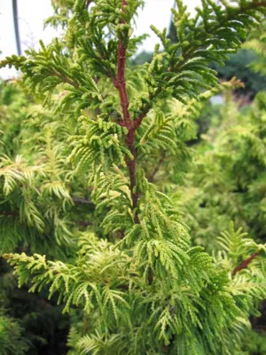 Produktbild von Chamaecyparis obtusa Tetragona Aurea - Zwerg Hinoki-Scheinzypresse - 30-40cm