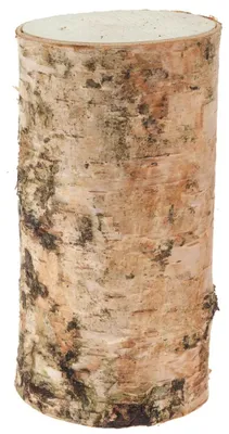 Image de Troncs de bouleau pour bricolage Déco en 5 x 10 cm