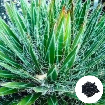 Obrázek produktu pro Semena Agave Filifera - balení 10 ks - Exotická semena - Robustní - Agáve vláknitá