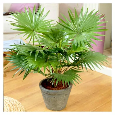 Produktbild von Dekorative Zimmerpflanze 'Livistona Tropische' im 12cm Topf