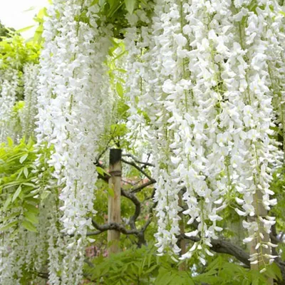 Obrázok produktu pre Wisteria floribunda Alba - biely modrý dážď