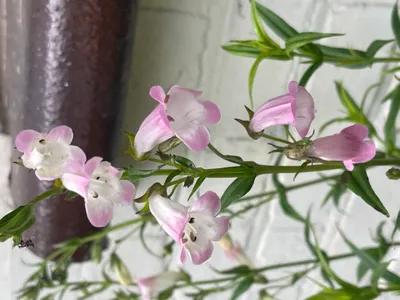 Produktbild von 6 x Penstemon ‘Apple Blossom’ - Bartfaden ) Topf 9 x 9 cm