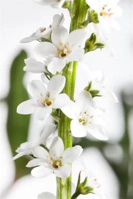 Zdjęcie produktu dla Kaczuszka w doniczce - Lysimachia clethroides