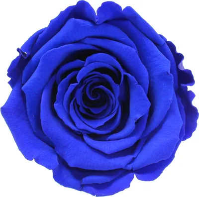 Produktbild von Infinity Rose L Ø5cm konserviert stabilisiert haltbar Rosenkopf ewige Rosenblüte 1 St. Dunkelblau (blu03)