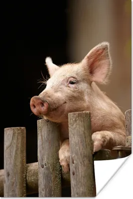 Produktbild von MuchoWow® Poster Schwein - Tier - Zaun 40x60 cm - Plakate für die Wand - Poster Babyzimmer