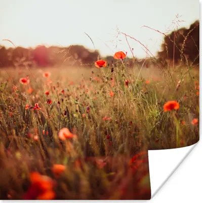 Produktbild von MuchoWow® Poster Sonnenuntergang - Blumen - Rot 50x50 cm - Wohnzimmerdekoration