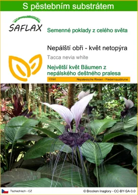 Obrázek produktu pro SAFLAX - Nepálští obři - květ netopýra - Tacca nevia white - 10 Semena - S pěstebním substrátem bez klíčků