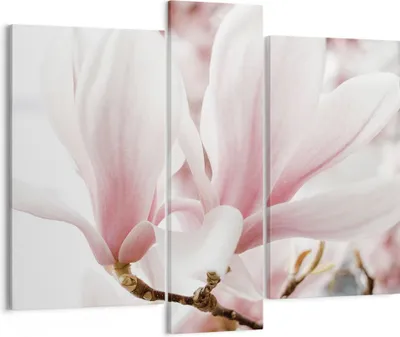 Produktbild von Bild auf Leinwand - Leinwandbild - 3 Teile - Zweig Magnolie Blume - 95x80cm - Wand Bild - Wanddeko - Wandbilder - Leinwanddruck - Bilder - Wanddekoration - Leinwand bilder - Wandbild - CB95x80-4538