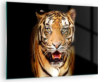 Produktbild von Bilder auf glas - tiger tier - 70x50cm - Glasbilder - Wandbilder - Bilder - Kunstdruck - zum Aufhängen bereit - Wanddekoration aus Glas - Glas Bilder - Wandbild auf Glas - Einteilig - GAA70x50-4103
