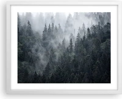 Produktbild von Gerahmtes Poster - Weißer Rahmen - Wald Baum Natur - 50x40 cm - Wand Bild - Wanddeko - Wandbilder - Kunstposter - Wandposter - Bilderrahmen - Bilder - Kunstdruck - Wandbild - P2WAA50x40-4074