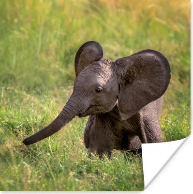 Produktbild von MuchoWow® Poster Elefant - Baby - Kalb 50x50 cm - Wohnzimmerdekoration