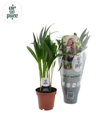 Image de Dypsis Lutescens - 30-40cm - Ø12cm