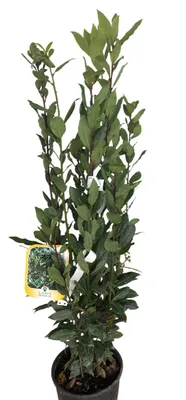 Immagine prodotto di Laurus nobilis - Echter Lorbeer - Contenitore da 60-80 cm