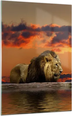 Produktbild von Bilder auf glas - Einteilig - Löwe Sonne Landschaft - 70x100cm - Glasbilder - Wandbilder - Bilder - zum Aufhängen bereit - Wanddekoration aus Glas - Glas Bilder - Wandbild auf Glas - GPA70x100-0230