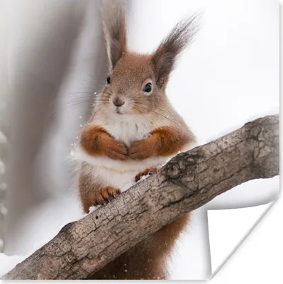 Produktbild von MuchoWow® Poster Eichhörnchen - Baum - Schneeflocke - Winter 75x75 cm - Wand Dekoration