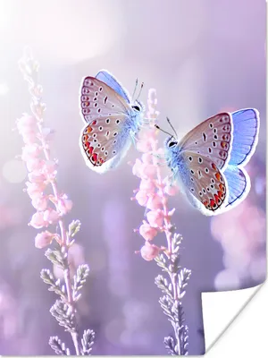 Produktbild von MuchoWow® Poster Schmetterling - Lavendel - Blumen - Lila 120x160 cm - Wandbilder