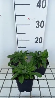 Obrázok produktu pre 6 x Hieracium aurantiacum - Orangerotes - Kvetináč 9 x 9 cm