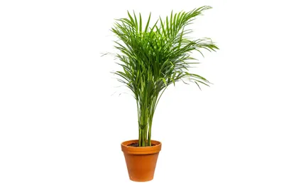 Obrázek produktu pro Gardners Dypsis Lutescens (areca), průměr 21 cm