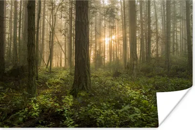 Produktbild von MuchoWow® Poster Wald - Sonne - Licht 180x120 cm - Fotoplakat