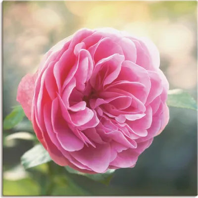 Produktbild von ARTland Leinwandbild Rosa Rose im Gegenlicht Größe: 70x70 cm