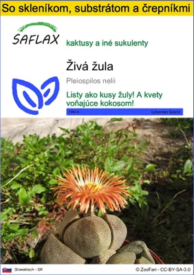 Obrázok produktu pre SAFLAX Kultivačný set - živá žula - Pleiospilos nelii - 40 Semená - S mini skleníkom, pestovateľským substrátom a 2 črepníkmi