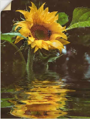 Produktbild von ARTland Wandbild, selbstklebend Sonnenblume mit Wasserspiegelung Größe: 90x120 cm
