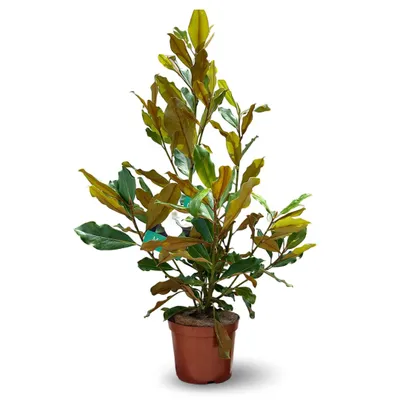 Image de Magnolia grandiflora - arbuste persistant - plante de haie - ↕ 120-130 cm - ⌀ 25 cm - plante d'extérieur