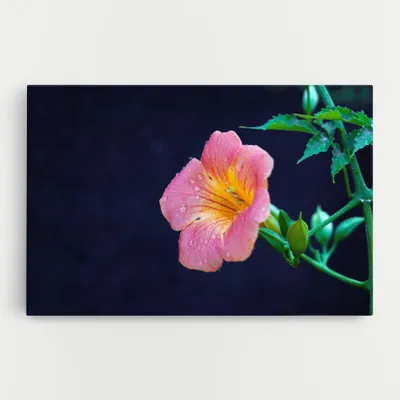 Produktbild von ARTHUB® Leinwandbild 50x70 cm, Exotic Pink Plant | Wohnzimmerdekoration, Hängende Bilder, Wanddekoration, Heimdekoration, Blumen, Exotische Blumen