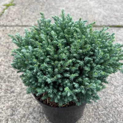 Obrázek produktu pro Chamaecyparis p. ‘Blue Moon’ – modrý cypřiš | 20–25 cm v květináči