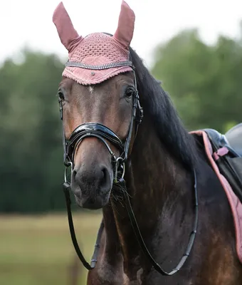 Produktbild von QHP Stirnriemen Collection Blush rosa silber FS/23, Größe:Pony