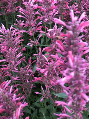 Produktbild von 6 x Agastache mexicana 'Red Fortune' - Lakritzpflanze im 9x9 cm Topf