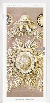 Obrázek produktu pro MuchoWow® Plakát na dveře - Vintage - Ernst Haeckel - Medúzy - umění - 205x90 cm - Samolepicí fólie na dveře