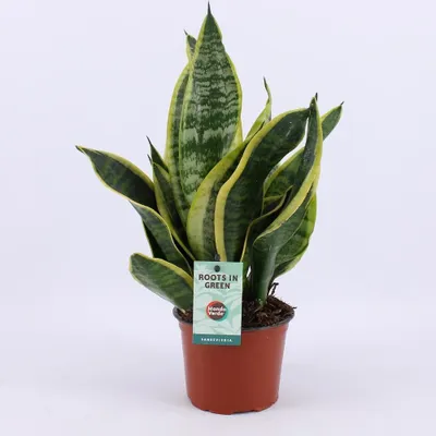 Zdjęcie produktu dla Sansevieria Futura Superba - 25-35cm - Ø12cm - Roślina doniczkowa - Zimozielony - Kaktusy i sukulenty