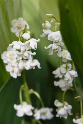 Produktbild von Convallaria majalis 'Pleniflora', Maiglöckchen, gefüllt, ca. 9x9 cm Topf