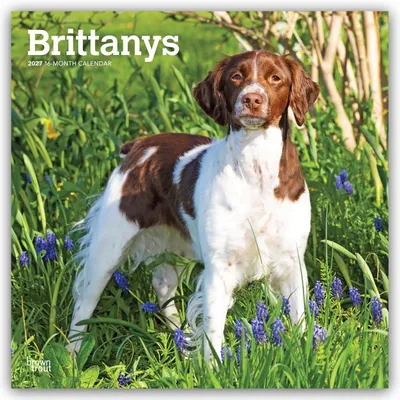 Produktbild von Brittanys - Bretonischer Vorstehhund 2027 - 16-Monatskalender