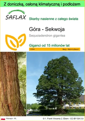 Zdjęcie produktu dla SAFLAX - Garden to go - Góra - Sekwoja - 50 Nasiona - Z doniczką, pokrywą klimatyczną i podłożem do uprawy - Sequoiadendron gigantea