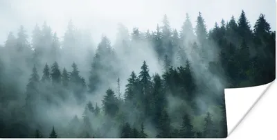Produktbild von MuchoWow® Poster Nebel - Bäume - Wald 40x20 cm - Poster für die Wand - Poster Schlafzimmer