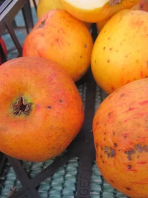 Produktbild von Winterapfel Cox Orange - Malus domestica - 140-150cm