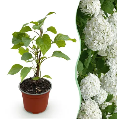Produktbild von Green boutiQ - Gartenpflanze - Hydrangea arborescens Annabelle - Hortensie - Winterhart - Weiß - 1 Pflanze - Topf 12cm - Höhe 20-30cm