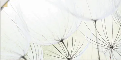 Produktbild von ARTland Wandbild, selbstklebend Pusteblumen-Samen aufgehellt Größe: 100x50 cm
