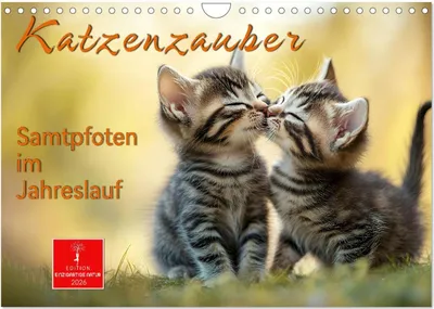 Produktbild von Katzenzauber - Samtpfoten im Jahreslauf (Wandkalender 2026 DIN A4 quer), CALVENDO Monatskalender