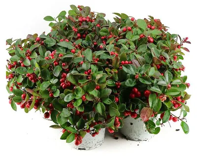 Produktbild von Enseleits 5 Winterbeeren Pflanzen, Scheinbeere, Gaultheria  procumbens, Rebhuhnbeeren