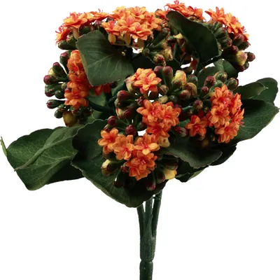 Produktbild von Flammendes Käthchen Kalanchoe künstlich Orange 24cm - Echt wirkende Deko-Blume
