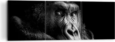 Produktbild von Bild auf Leinwand - Leinwandbild - 3 Teile - Affe Gorilla Porträt - 120x40cm - Wand Bild - Wanddeko - Wandbilder - Leinwanddruck - Bilder - Wanddekoration - Leinwand bilder - Wandbild - CA120x40-5007