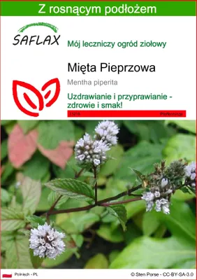 Zdjęcie produktu dla SAFLAX - Mięta Pieprzowa - 300 Nasiona - Z podłożem uprawowym wolnym od zarazków - Mentha piperita