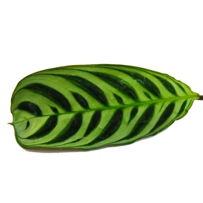 Zdjęcie produktu dla Slyszalna roslina cieniolubna o wspanialych wzorach lisci - Ctenanthe burle-marxii - Marante - basket marante - doniczka 14 cm - wysokosc ok. 40 cm