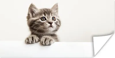 Produktbild von MuchoWow® Poster Katze - Grau - Tiere 160x80 cm - Foto Poster