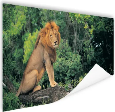 Produktbild von MuchoWow® Poster Löwe - Natur - Gras 60x40 cm - Schlafzimmerdekoration