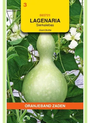 Productafbeelding van Oranjekleurige Lagenaria siceraria - Komkommerpompoen - 1 zakje zaden