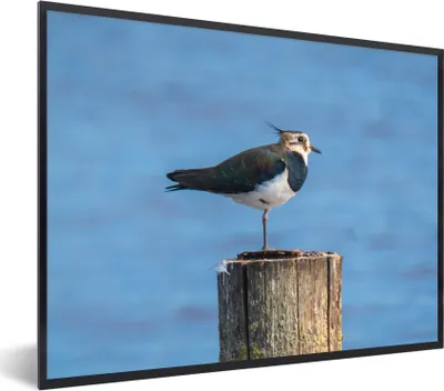 Produktbild von MuchoWow® Gerahmtes Poster Vogel - Tiere - Pfahl - Blau - Kiebitz 40x30 cm - Poster mit Schwarzem Bilderrahmen Wandposter Rahmen Foto Bilder - Kunstposter - Wanddekorationen